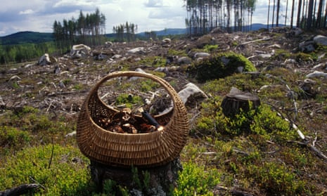 Basket with morel mushrooms.