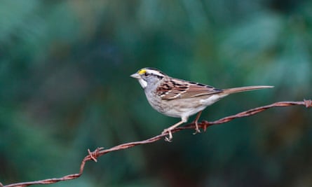The white-throated sparrow is one of the species believed to be particularly at risk from building collisions.