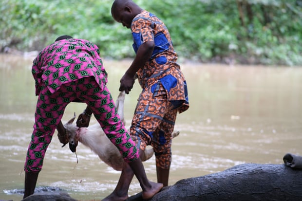 A ram is slaughtered and its blood drained into the river.