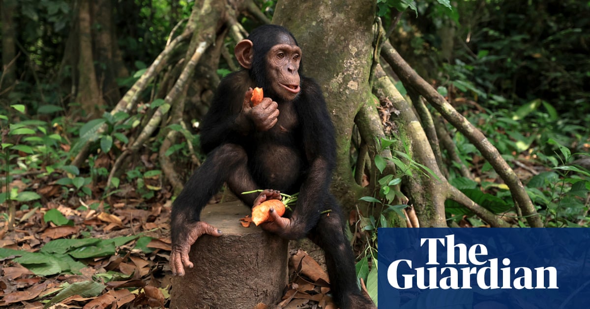 Week in wildlife in pictures: a rare warbler, a young chimp and sheltering joeys | Environment Week in wildlife in pictures: a rare warbler, a young chimp and sheltering joeys | Environment