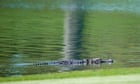 Knock, knock, who's there? Alligator bites Florida man after he opens door