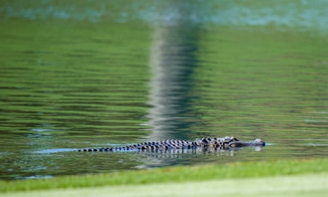 An alligator in Ponte Vedra Beach, Florida.