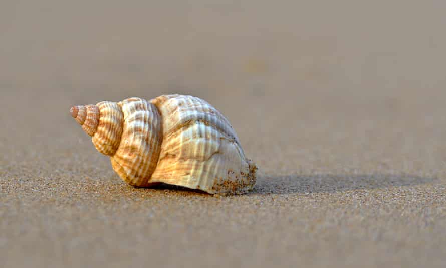common whelk (Buccinum undatum), Botany Bay Weekend magazine Alys MARCH 6 Oysters A common whelk (Buccinum undatum), a large edible marine gastropod in the family Buccinidae, off Botany Road and Marine Drive on the shoreline of Botany Bay, the Northern most of seven bays in Broadstairs, Kent, England.