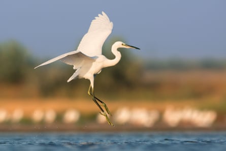 Egret preparing to land on stretch of water, wings spread out.