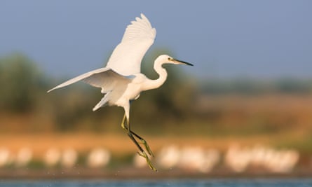 Egret preparing to land on stretch of water, wings spread out.