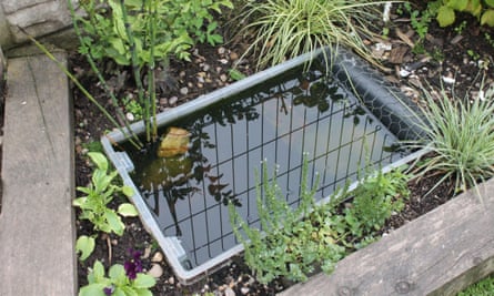 A small pond in a back garden