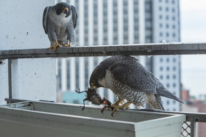 Diary Of An Urban Peregrine Falcon Nest In Chicago In