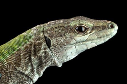 The head of a lizard