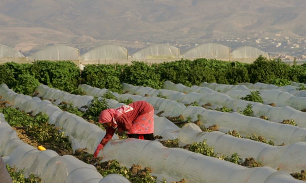 Palestinian female farmer