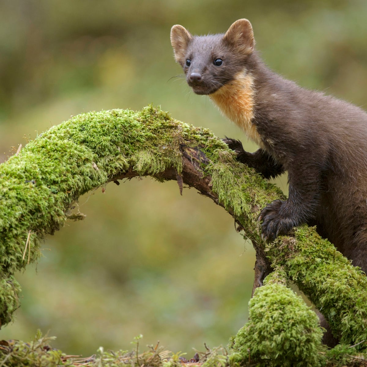 15 species that should be brought back to rewild Britain | Wildlife | The  Guardian