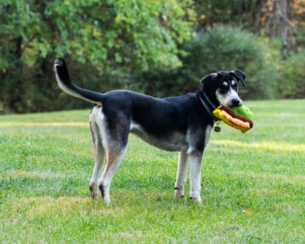 a dog playing with toy in grass