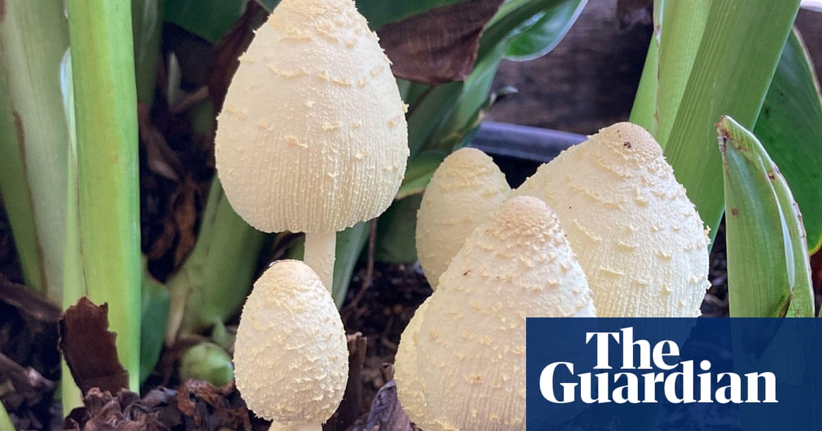 Houseplant clinic: what are the tiny mushrooms growing in the soil of my plant?