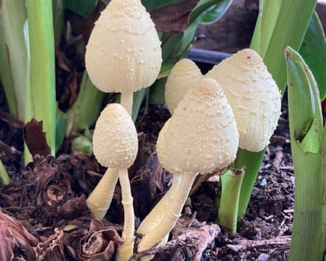 Houseplant clinic: what are the tiny mushrooms growing in the soil of my plant? | Houseplants