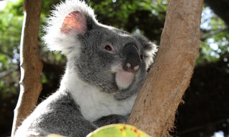 NSW koala