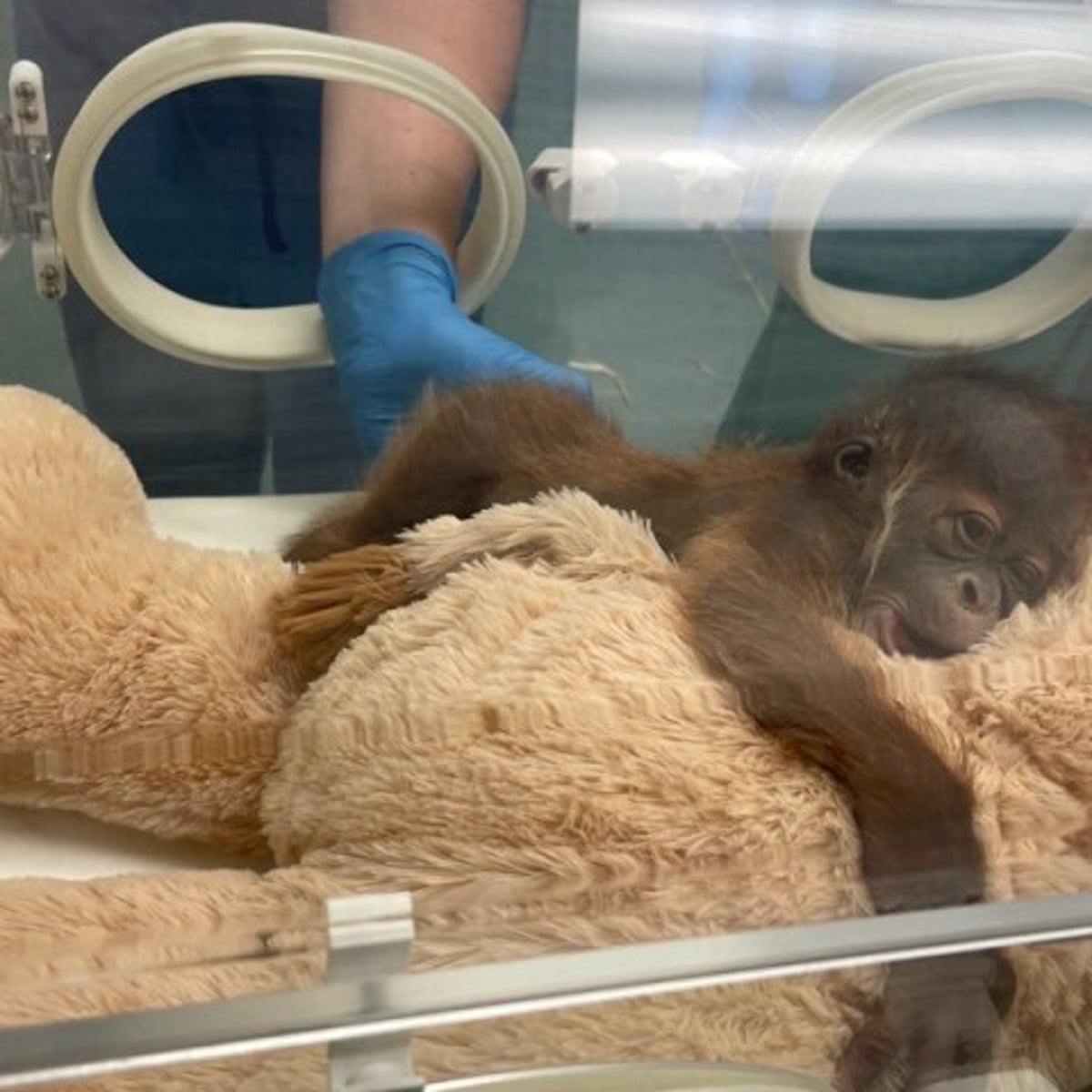 Sumatran orangutan at New Orleans zoo gives birth to healthy male infant |  Animals | The Guardian