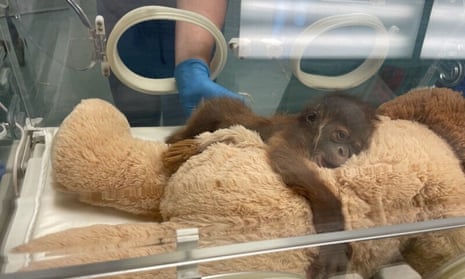 Sumatran orangutan at New Orleans zoo gives birth to healthy male infant |  Animals | The Guardian