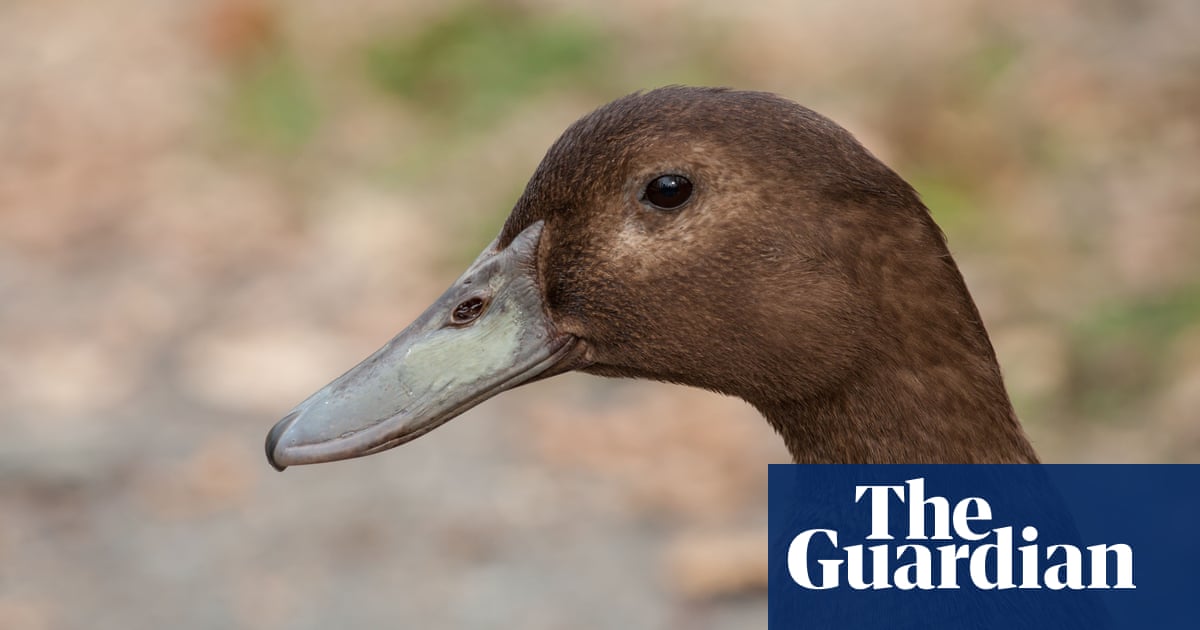 Нашата малка къщичка с тераса не беше създадена за трио