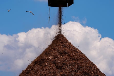 Birds flying around giant pile of chopped up wood