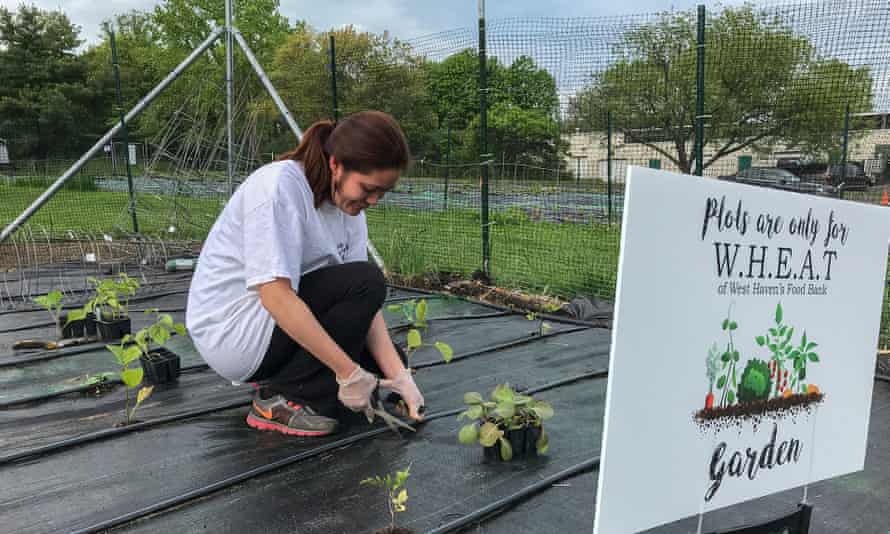 Planting vegetables for West Haven’s food bank