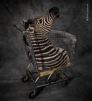 Zebra head in a shopping trolley