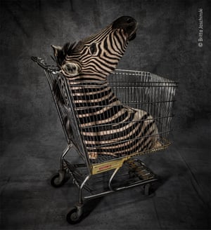 Cabeça de zebra em um carrinho de compras