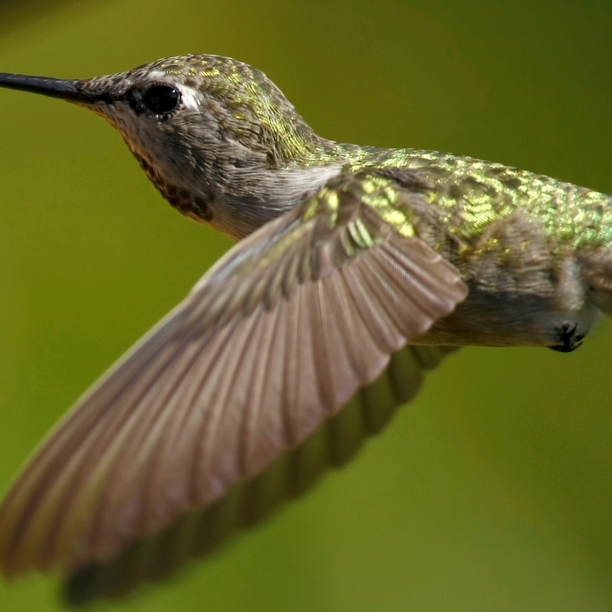 Canada: hummingbirds succeed in halting controversial pipeline ...