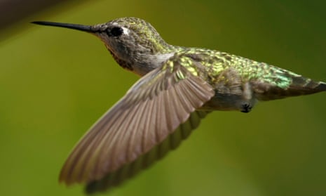 An Anna’s hummingbird. The migratory bird is not endangered, but it is protected under federal law.