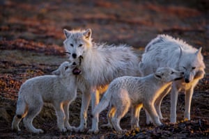 Wolves at the Top of the World | Ronan Donovan/National Geographic Magazine. A pup plays with a feather while another nuzzles White Scarf, the pack’s aging matriarch