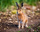 Young country diary: Staring into the big eyes of a brown hare | Issy