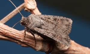Garden dart moth