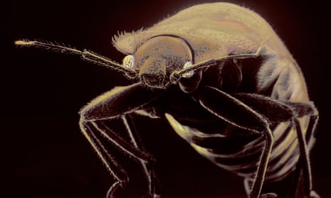 Bedbugs bite: Bedbugs are attracted to dirty clothes