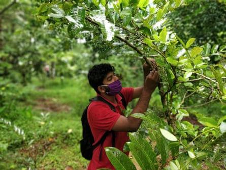 A tree is recorded as part of the tree banking project for farmers in the Indian village of Wayanad, in the southern Indian state of Kerala.