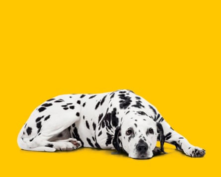 Dalmatian dog on yellow background