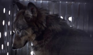 Wolf No 7 in a shipping container in Rose Creek pen, 12 January 1995.