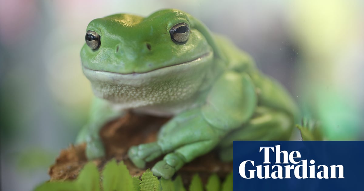 Frog hotels: scientists build creative urban shelters to draw species back to Australian cities