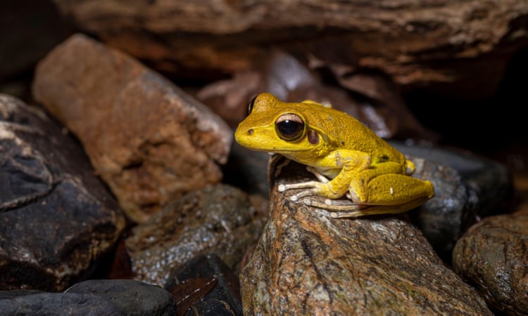 A record-breaking wet season in Queensland has resulted in ideal breeding conditions for many frog species