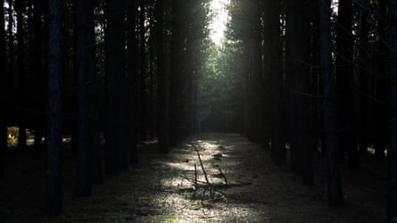 light sparkling done trees to partially ray up gloomy wood scene