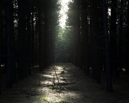 Rendlesham Forrest near Woodbridge Suffolk, UK.. Image shot 2006. Exact date unknown.A5K3X2 Rendlesham Forrest near Woodbridge Suffolk, UK.. Image shot 2006. Exact date unknown.