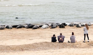 Four people sit on the beach and watch a colony of grey seals lying on the shore