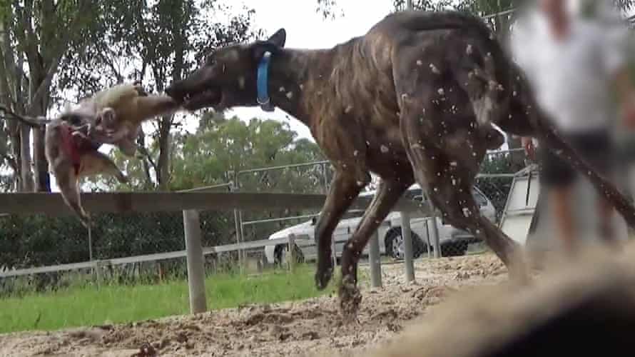 The Four Corners documentary on greyhound baiting sparked an independent inquiry into the sport. Mike Baird, premier of New South Wales, announced a ban before changing his mind.