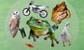 Owl, cricket, motorbike, frog, cane toad and duck