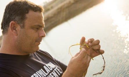 After three years of research, Ángel León, University of Cádiz and the Aponiente research and development team have managed to cultivate seagrass under controlled conditions in the Bahía de Cádiz Natural Park, to obtain seeds that are safe for human consumption.