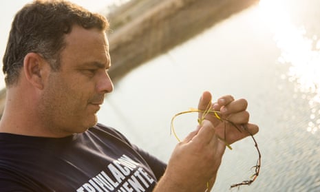 Chef Ángel León holds a strand of Zostera marina, or eelgrass