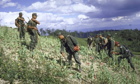 Troops remove poppies from a field in the Philippines