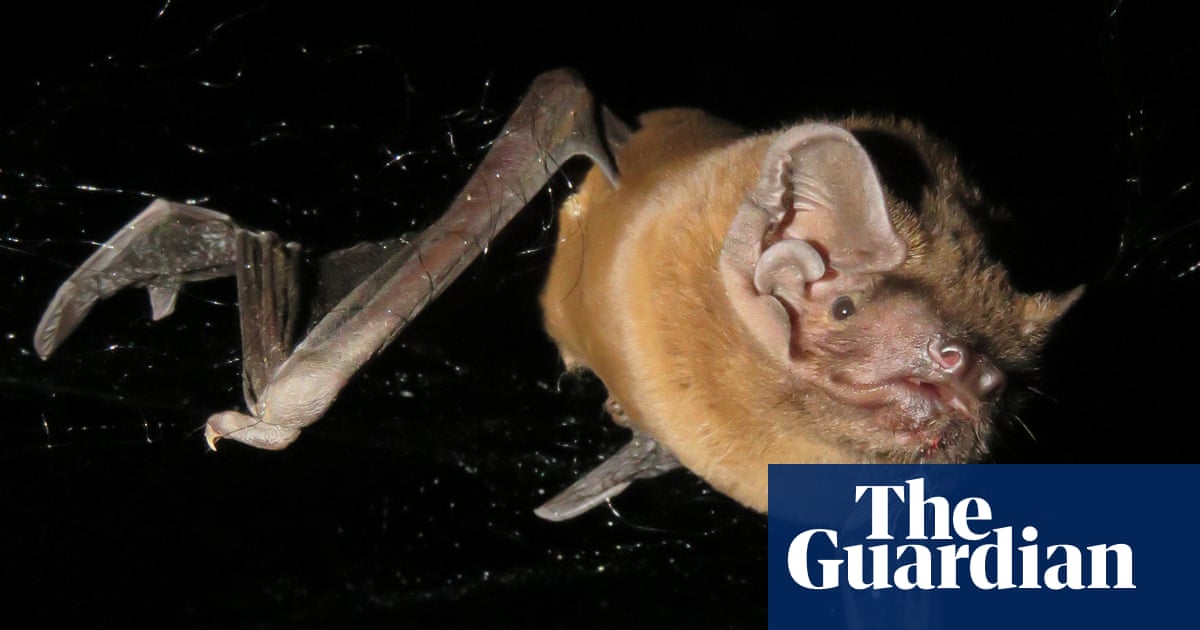 Grisly recording reveals bat catching, killing and eating robin mid-flight