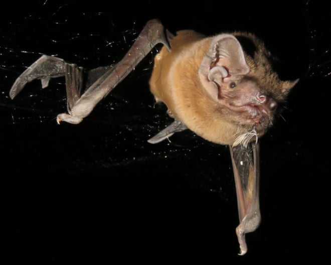 Grisly recording reveals bat catching, killing and eating robin mid-flight Grisly recording reveals bat catching, killing and eating robin mid-flight