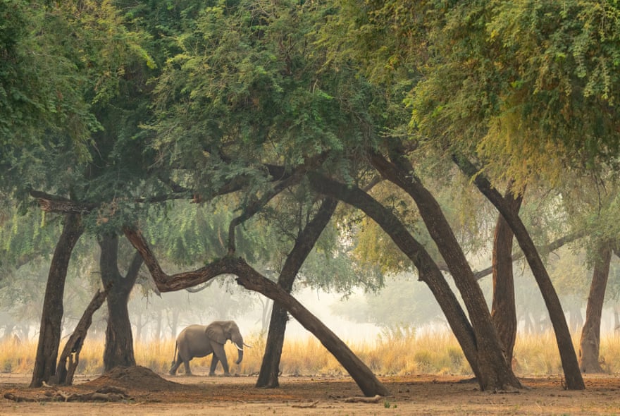 African elephant, endangered, Lower Zambezi national park, Zambia