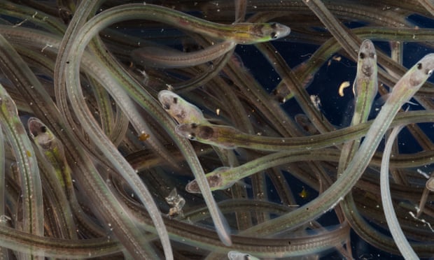 Eels at the ‘glass’ stage are a particular target for cross-border smugglers