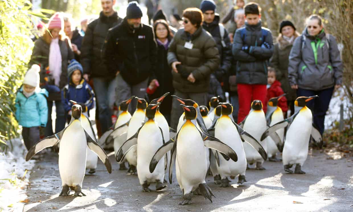 Penguins in the Zurich Zoo