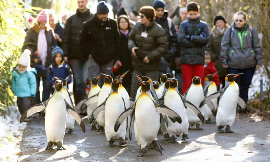 Penguins in Zurich Zoo